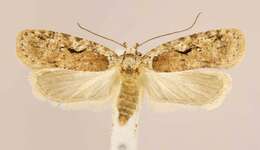 Image of Agonopterix curvilineella Beutenmüller 1889