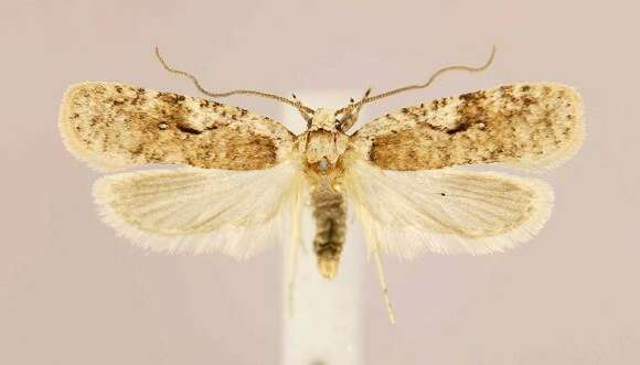 Image of Agonopterix curvilineella Beutenmüller 1889