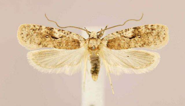 Image of Agonopterix curvilineella Beutenmüller 1889