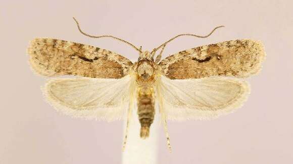 Image of Agonopterix curvilineella Beutenmüller 1889