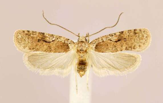 Image of Agonopterix curvilineella Beutenmüller 1889