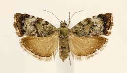 Image of Diana's Choreutis Moth