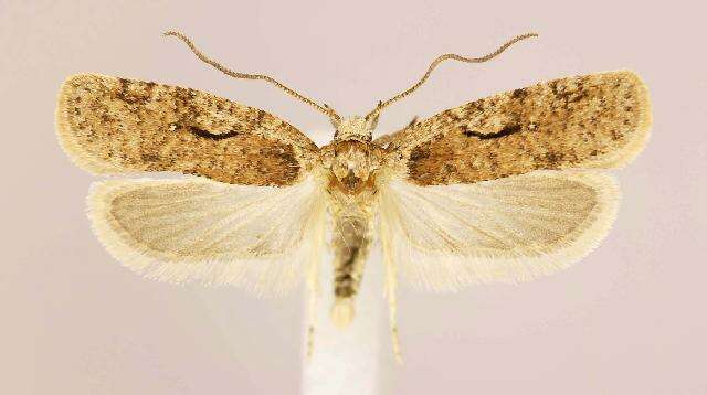 Image of Agonopterix curvilineella Beutenmüller 1889