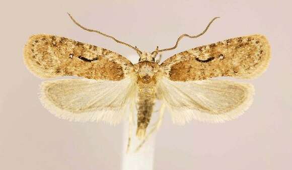 Image of Agonopterix curvilineella Beutenmüller 1889