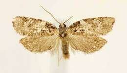 Image of Eastern Black-headed Budworm Moth