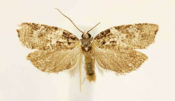 Image of Eastern Black-headed Budworm Moth