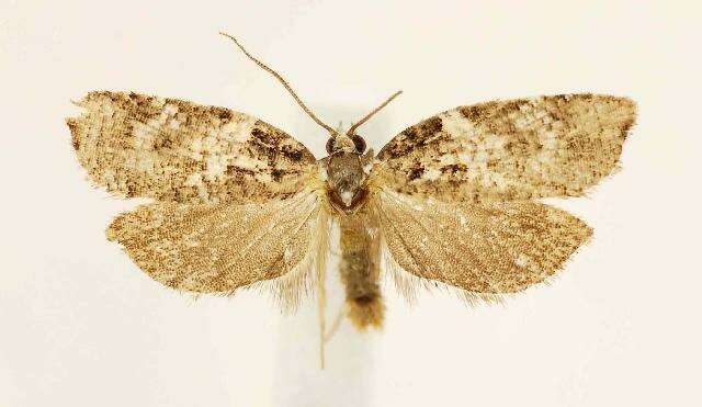 Image of Eastern Black-headed Budworm Moth