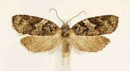 Image of Eastern Black-headed Budworm Moth