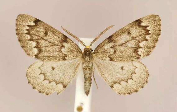 Image of False Hemlock Looper