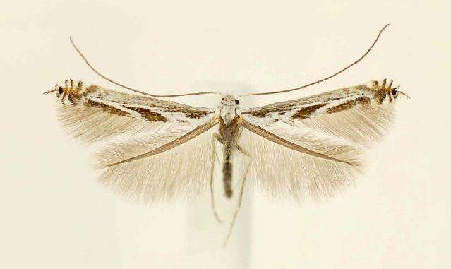 Слика од Lyonetia prunifoliella Hübner 1796