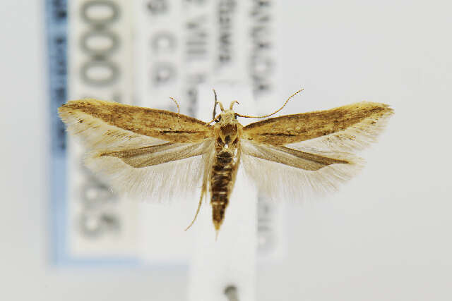 Image of angoumois grain moth