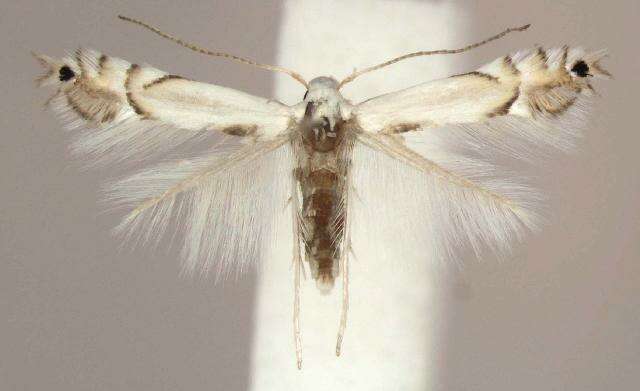 Image of Phyllocnistis vitegenella Clemens 1859