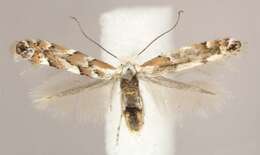 Image of Aspen Leaf Blotch Miner Moth