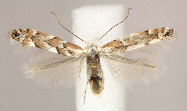 Image of Aspen Leaf Blotch Miner Moth