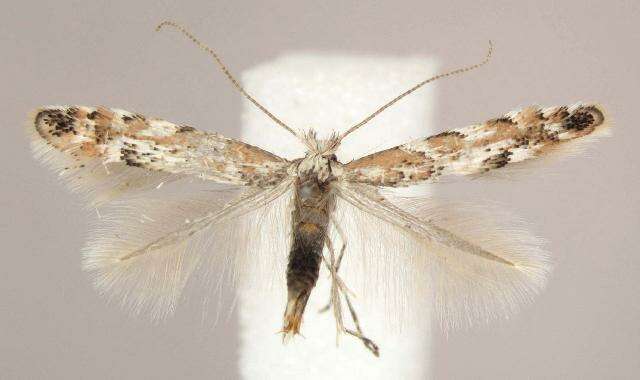 Image of Aspen Leaf Blotch Miner Moth