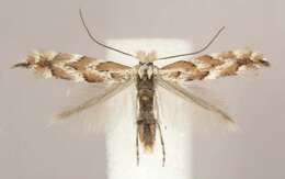 Phyllonorycter apparella (Herrich-Schäffer 1855) resmi