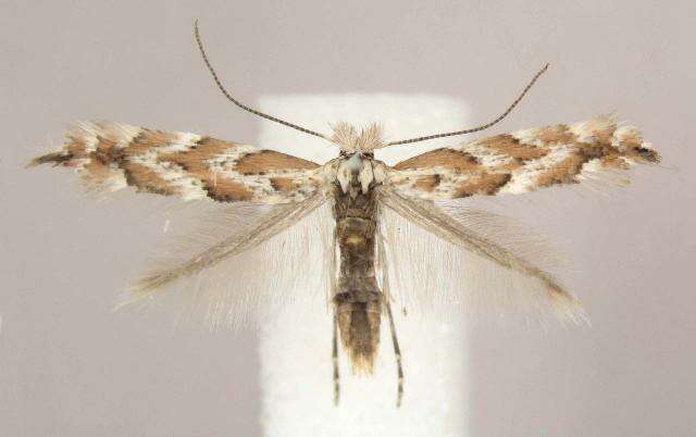 Image of Aspen Leaf Blotch Miner Moth