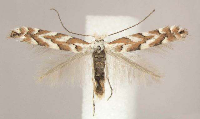 Image of Aspen Leaf Blotch Miner Moth