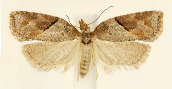 Image of Acleris maccana Treitschke 1835