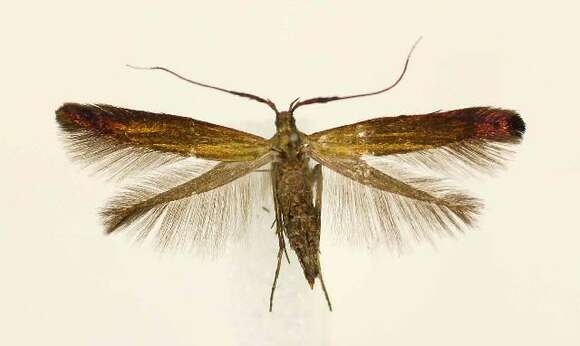 Imagem de Coleophora deauratella Zeller 1846