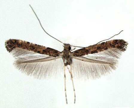 Image of Caloptilia ostryaeella (Chambers 1878)