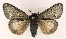 Image of Ross' Tussock Moth