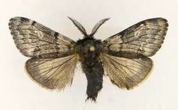 Image of Ross' Tussock Moth