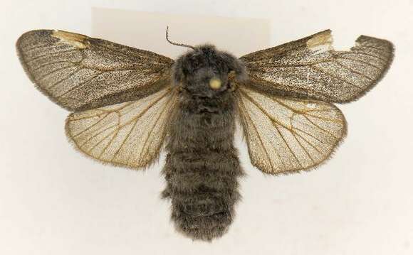 Image of Arctic Woolly Bear Moth