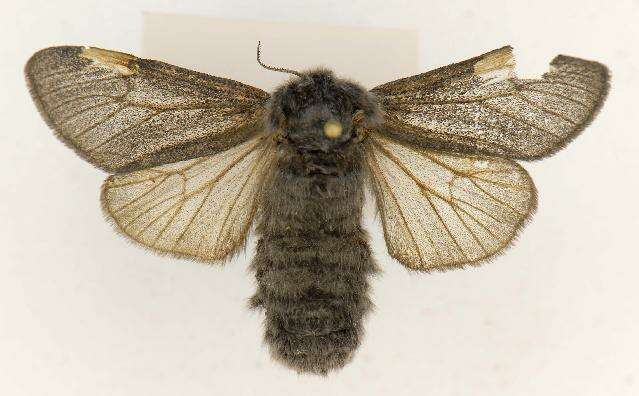 Image of Arctic Wooly-Bear Caterpillar