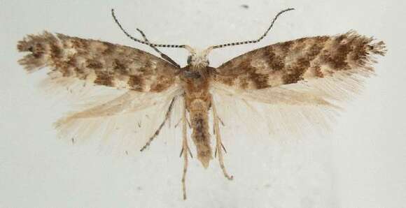 Imagem de Argyresthia cupressella Walsingham 1890