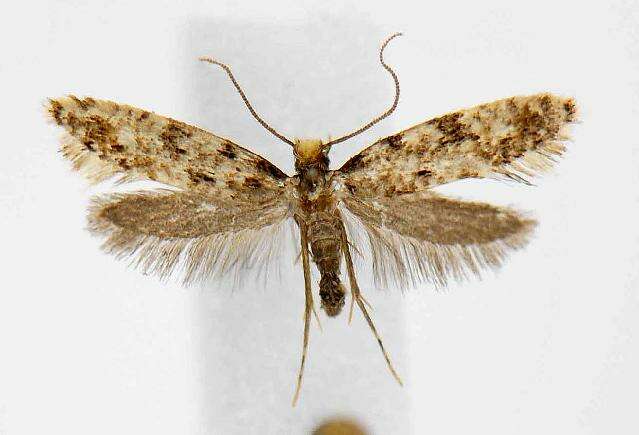 Image of Cork Moth