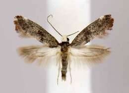 Image of Moth