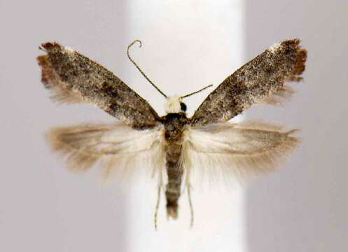 Image of Moth