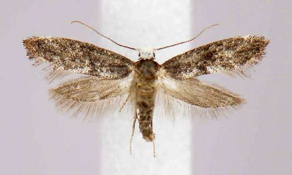 Image of Moth