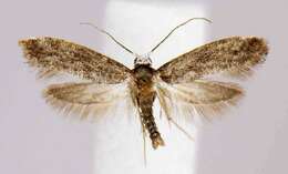 Image of Moth