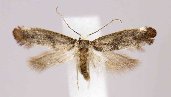 Image of Moth