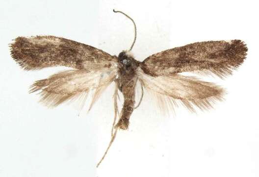 Image of Moth