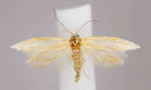 Image of Pine Needle Sheathminer Moth