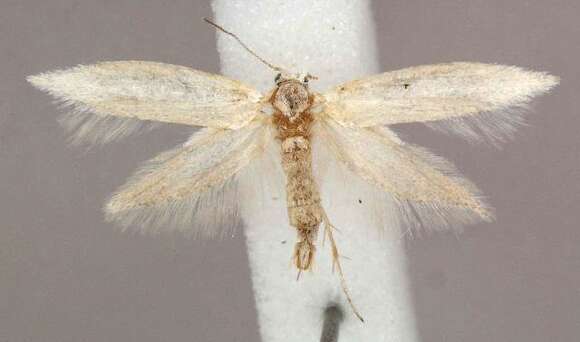 Image of Pine Needle Sheathminer Moth