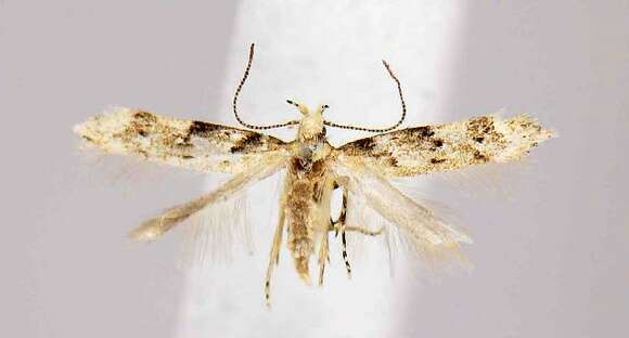 Image of Orange Spruce Needleminer Moth