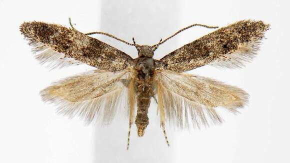 Image of Pine bud moth