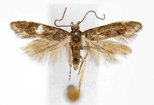 Image of Exoteleia dodecella Linnaeus 1758