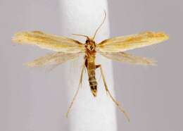 Sivun Caloptilia murtfeldtella (Busck 1904) kuva