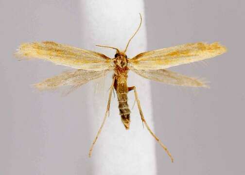 Image of Caloptilia murtfeldtella (Busck 1904)