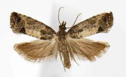 Image of Moth