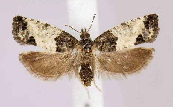 Image of Moth