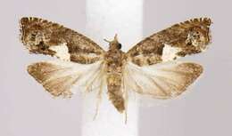 Image of Epinotia momonana Kearfott 1907