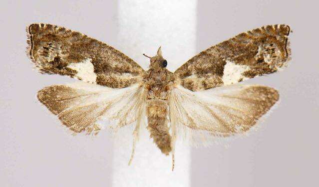 Image of Epinotia momonana Kearfott 1907