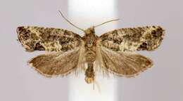 Image of Moth