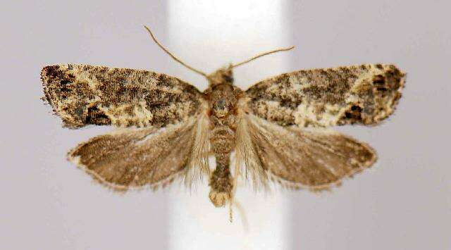 Image of Moth